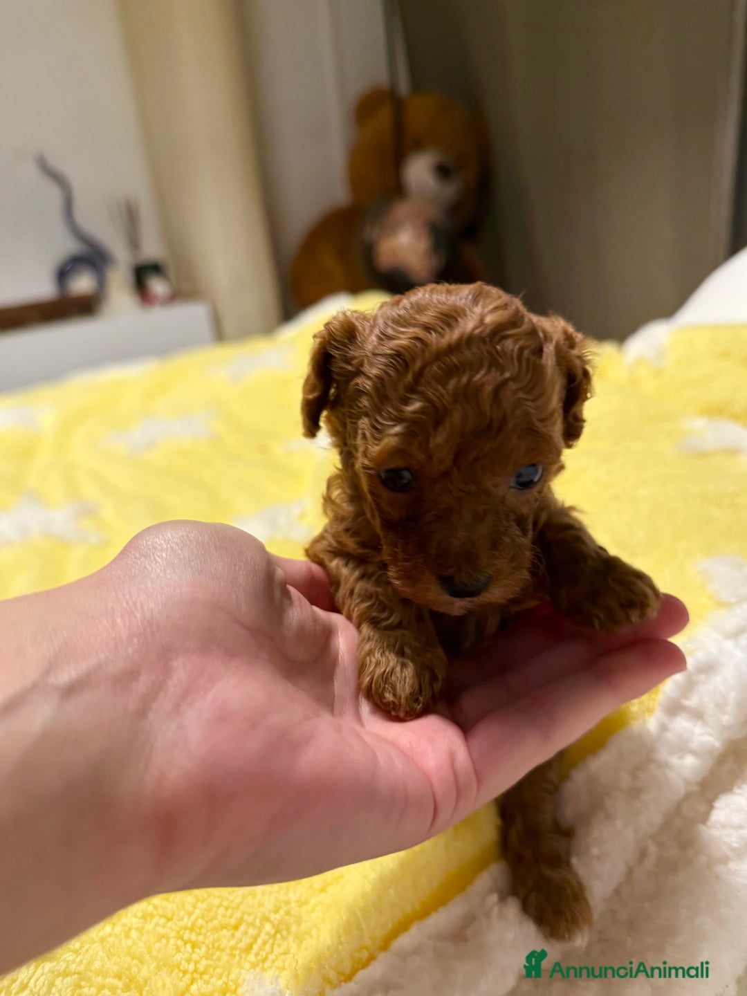 Barboncino Toy cani in vendita: Cuccioli barboncino toy e mini toy red - Annuncio 2