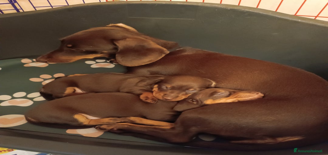 Immagine della galleria {{count}}