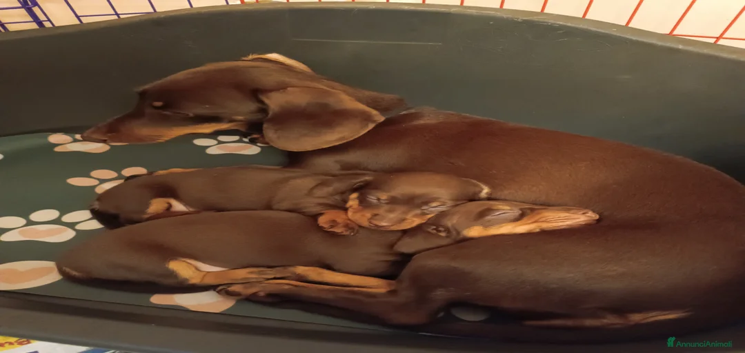 Immagine della galleria {{count}}