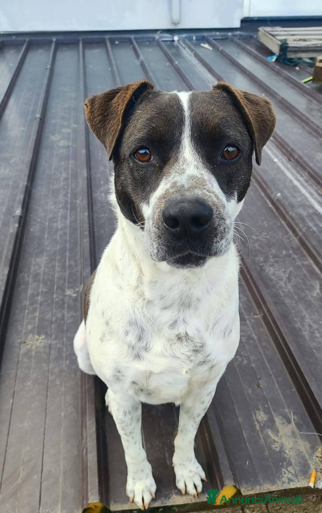 Pitbull cani ADOZ.DEL💔:solo,morto suo umano,finito rinchiuso.. - Annuncio 1