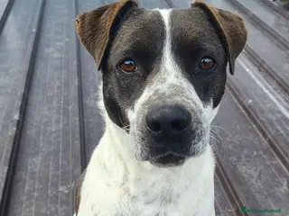 Pitbull cani ADOZ.DEL💔:solo,morto suo umano,finito rinchiuso.. - Annuncio 1