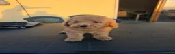 Barboncino cani in vendita: Cucciolo barbone nano - Annuncio 6