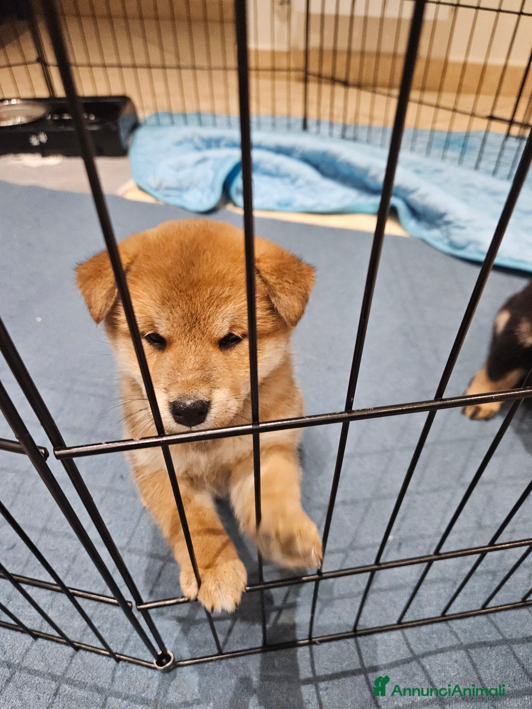 Shiba Inu cani in vendita: Cuccioli di Shiba inu - Annuncio 5