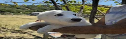 Meticcio cani in regalo: bella  - Annuncio 3