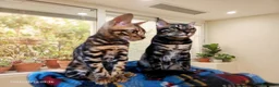 Bengala gatti in vendita: Bengala gattini maschio e femmina  - Annuncio 4