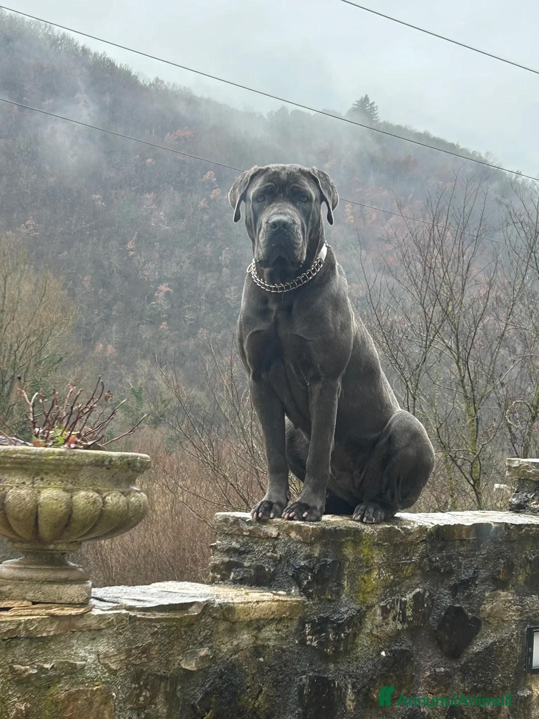 Cane Corso cani in vendita: Cucciolo Cane Corso - Annuncio 1