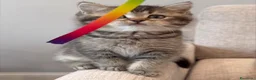 British gatti in vendita: Splendidi cuccioli di british shorthair  - Annuncio 6