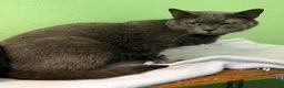 Europeo gatti in regalo: CARLOTTA GATTINA CERTOSINA - Annuncio 6
