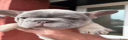 Bulldog Francese cani in vendita: Splendidi cuccioli di Bulldog francese a Città metropolitana di Milano - Annuncio 8