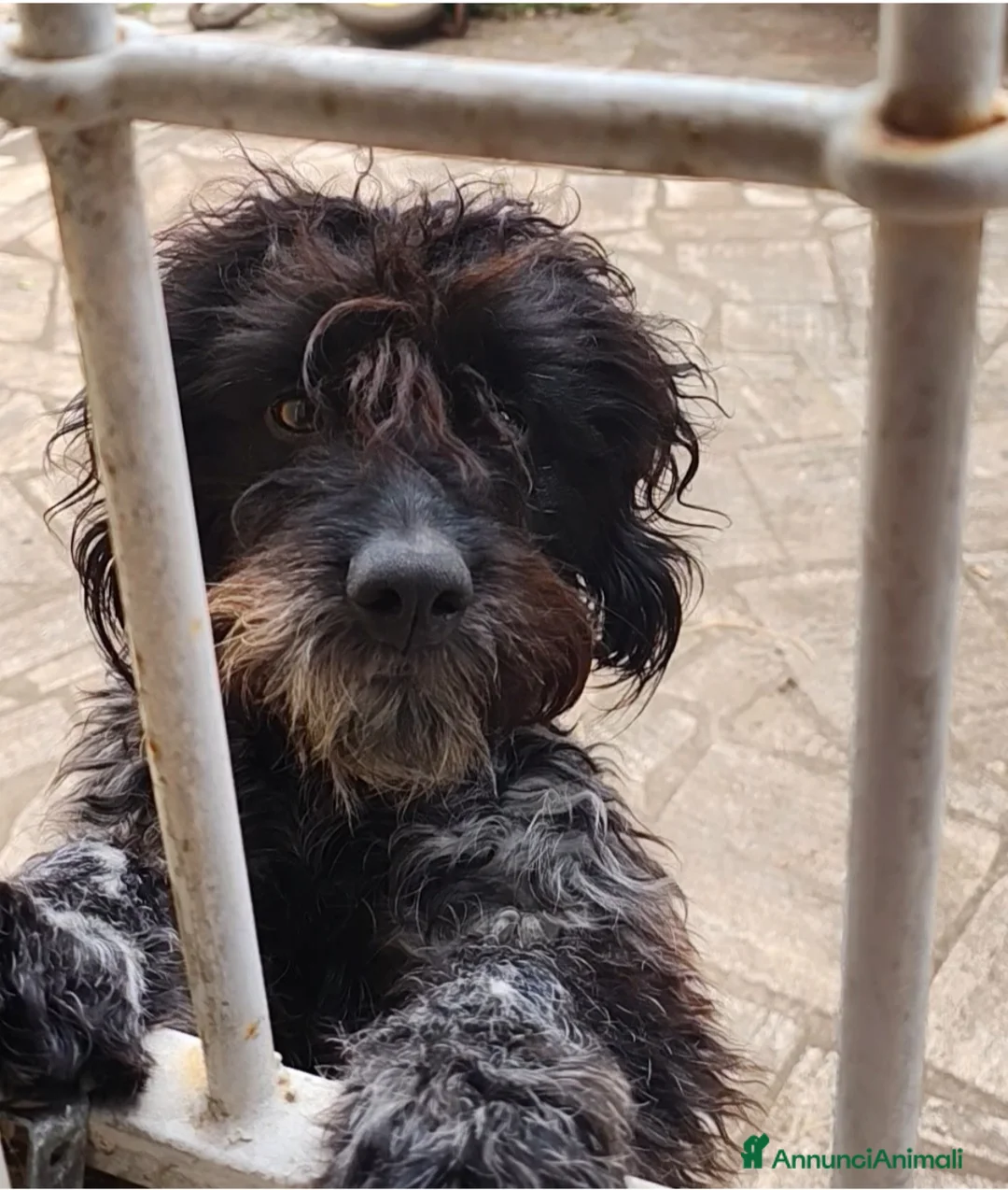 Lagotto cani per accoppiamento: Miro cerca il primo amore 🤍 - Annuncio 1