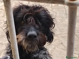 Lagotto cani Miro cerca il primo amore 🤍 - Annuncio 36