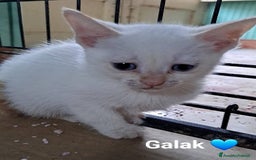 Meticcio gatti in regalo: Gattini dolcissimi cercano casa  a Città metropolitana di Milano - Immagine 9