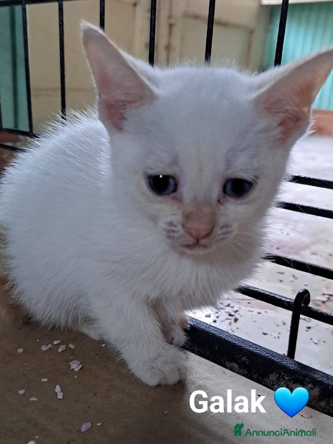 Meticcio gatti in regalo: Gattini dolcissimi cercano casa  a Città metropolitana di Milano - Immagine 9