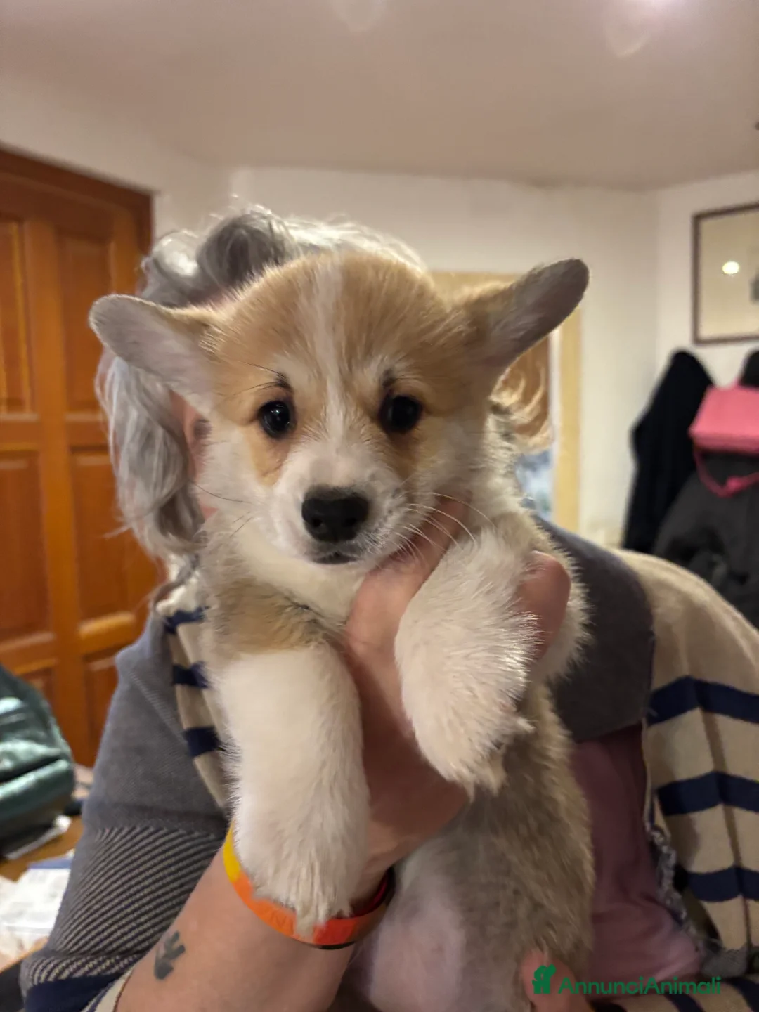 Corgi Pembroke cani in vendita: Corgi Pembroke a Provincia di Siena - Annuncio 3