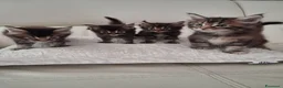 Maine Coon gatti in vendita: Maine Coon con Pedigree - Annuncio 20