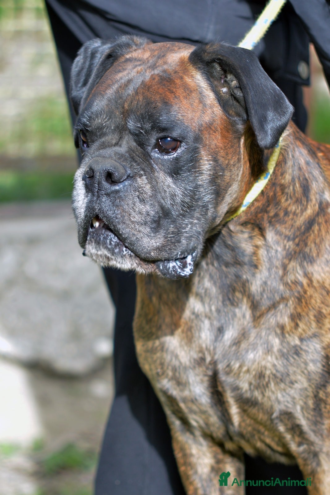 Boxer cani IL SIMPATICO VITO HA BISOGNO DI UNA FAMIGLIA - Annuncio 15