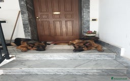 Pastore Tedesco cani in vendita: Cuccioli Pastore Tedesco  a Provincia di Caserta - Immagine 5