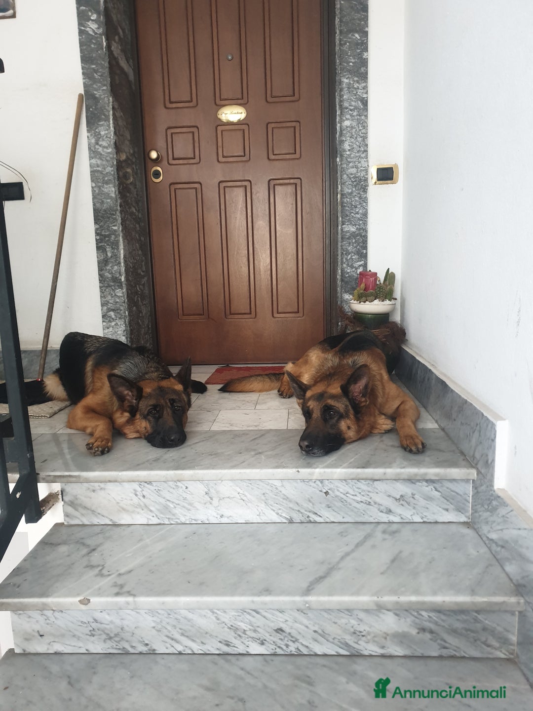 Pastore Tedesco cani in vendita: Cuccioli Pastore Tedesco  a Provincia di Caserta - Immagine 5