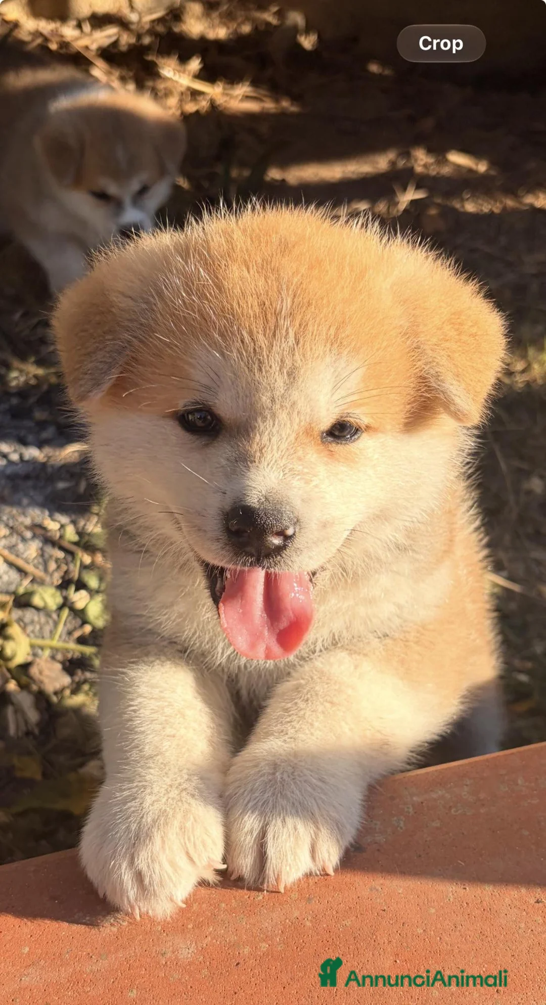 Akita Inu cani in vendita: Akita Inu - Cuccioli - Annuncio 1