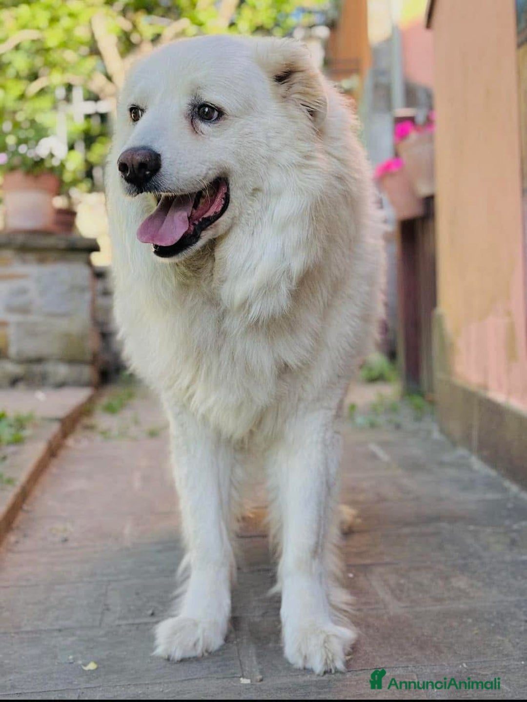 Pastore Maremmano cani in regalo: Maremmano buonissimo 9 anni - Annuncio 1