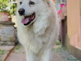 Pastore Maremmano cani Maremmano buonissimo 9 anni - Annuncio 17