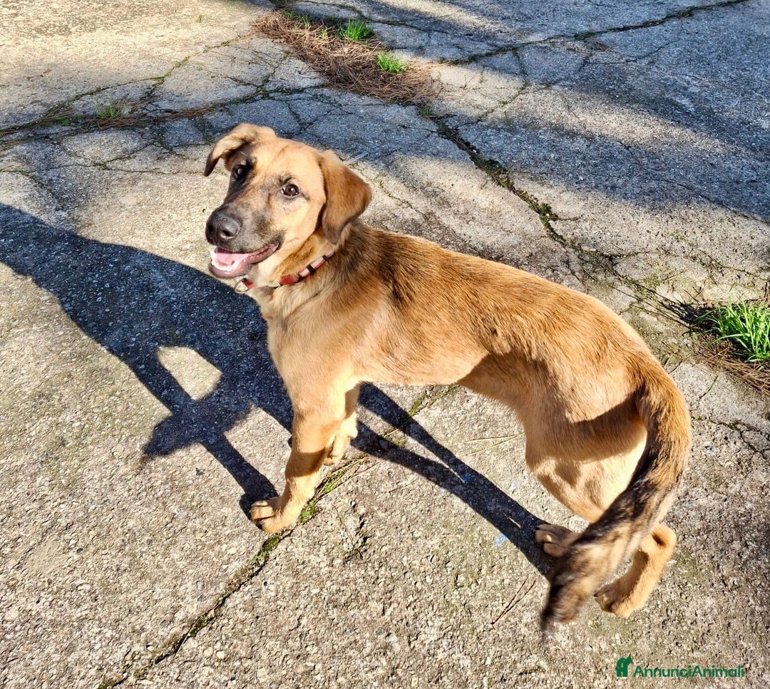 Meticcio cani in regalo: MORA 🩷 - cucciola. Apri il tuo cuore! Cerca casa - Annuncio 2