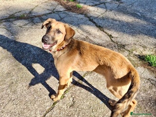 Meticcio cani MORA 🩷 - cucciola. Apri il tuo cuore! Cerca casa - Annuncio 35