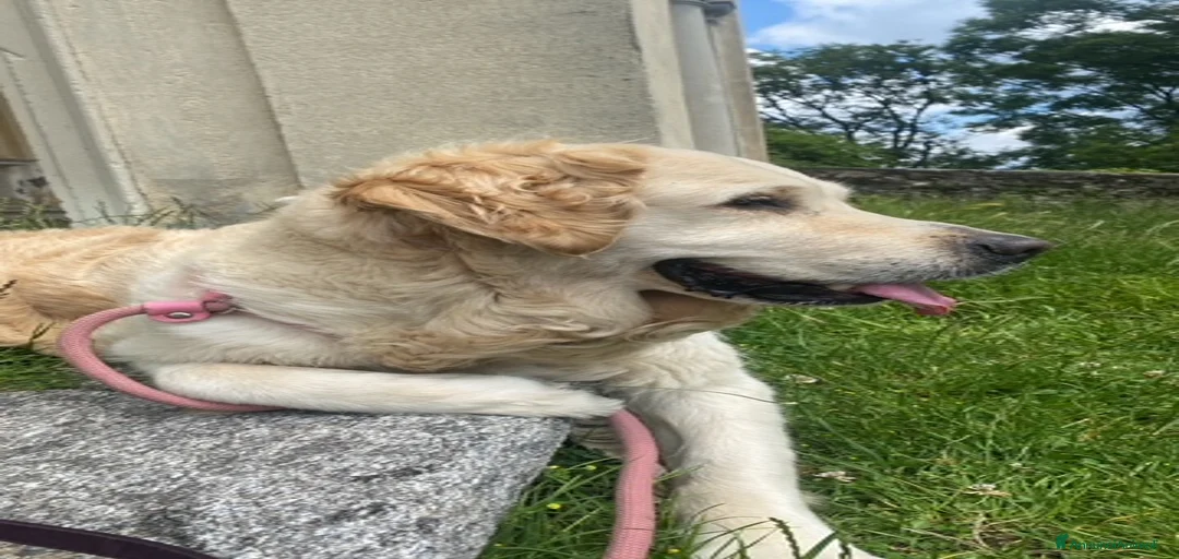 Immagine della galleria {{count}}