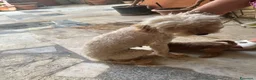 Barboncino cani in vendita: Barboncini maschietti a Provincia di Salerno - Annuncio 9