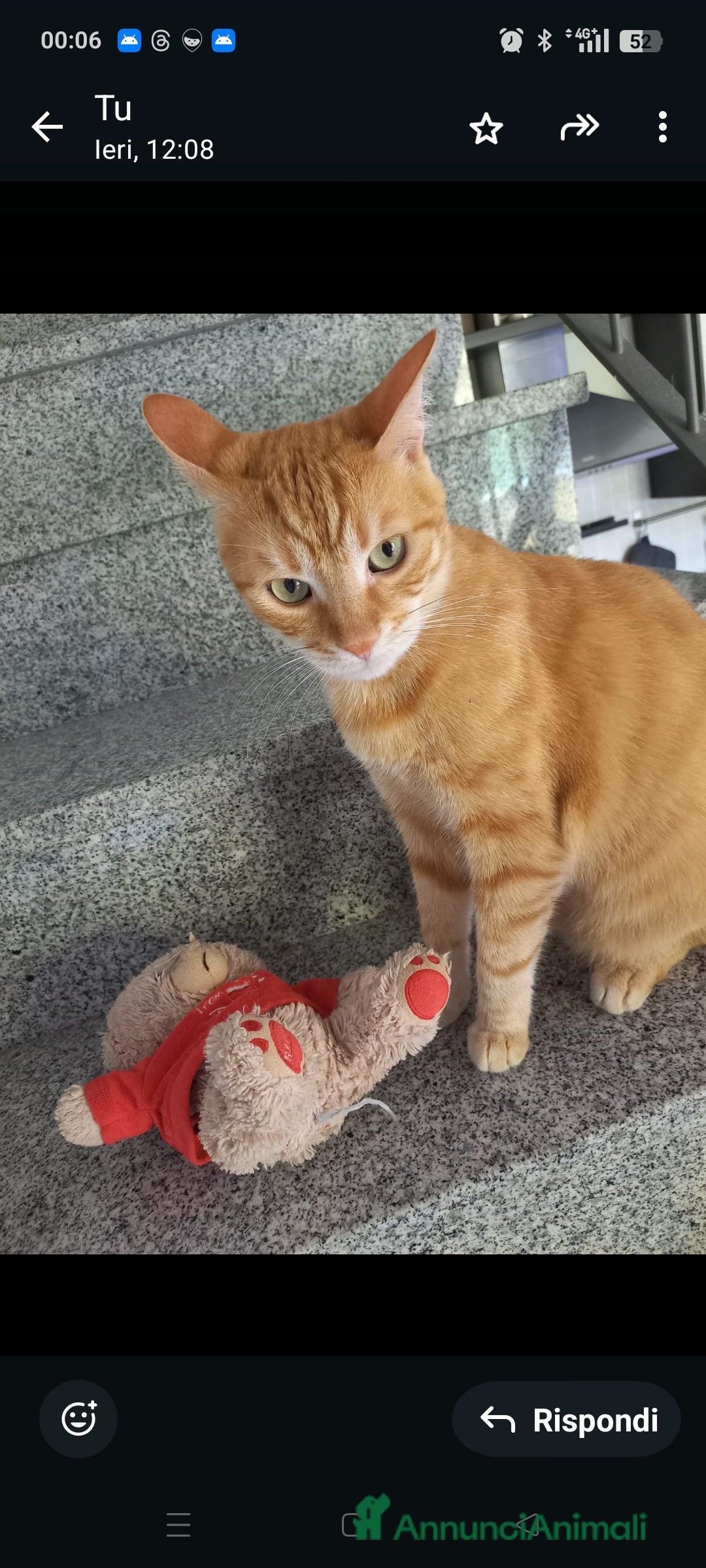 Europeo gatti in regalo: Holliver Gatto Europeo arancione, 10 anni - Annuncio 1