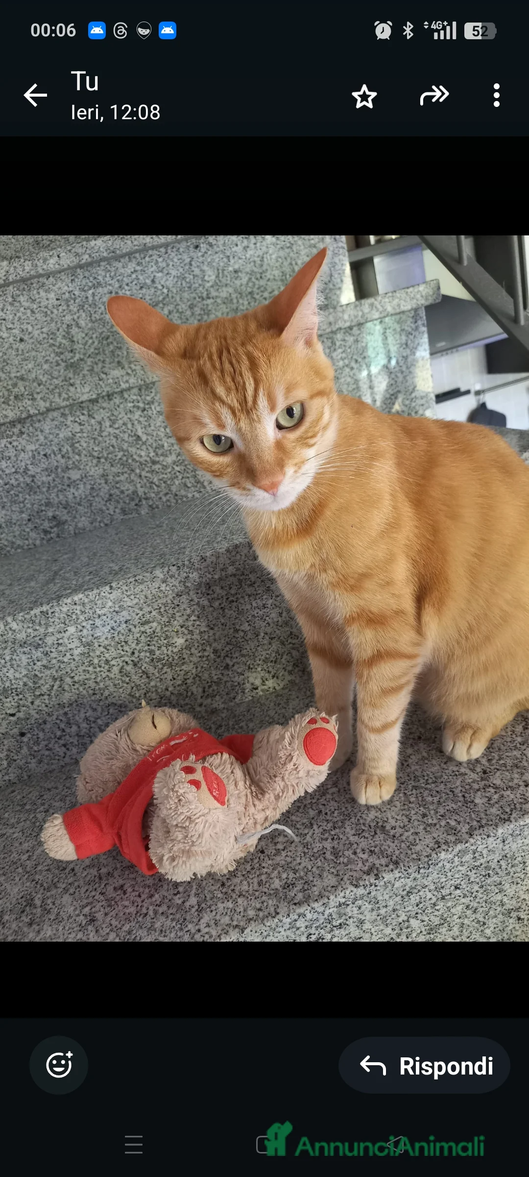 Europeo gatti in regalo: Holliver Gatto Europeo arancione, 10 anni - Annuncio 1