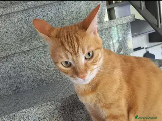 Europeo gatti in regalo: Holliver Gatto Europeo arancione, 10 anni - Annuncio 1