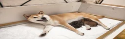 Shiba Inu cani in vendita: Cuccioli di Shiba Inu  - Annuncio 7