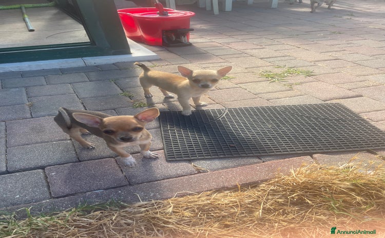 Chihuahua cani a Provincia di Rimini - Annuncio 7