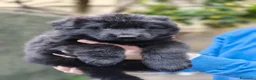 Pastore Tedesco cani in vendita: Pastore tedesco cuccioli  a Provincia di Savona - Annuncio 2