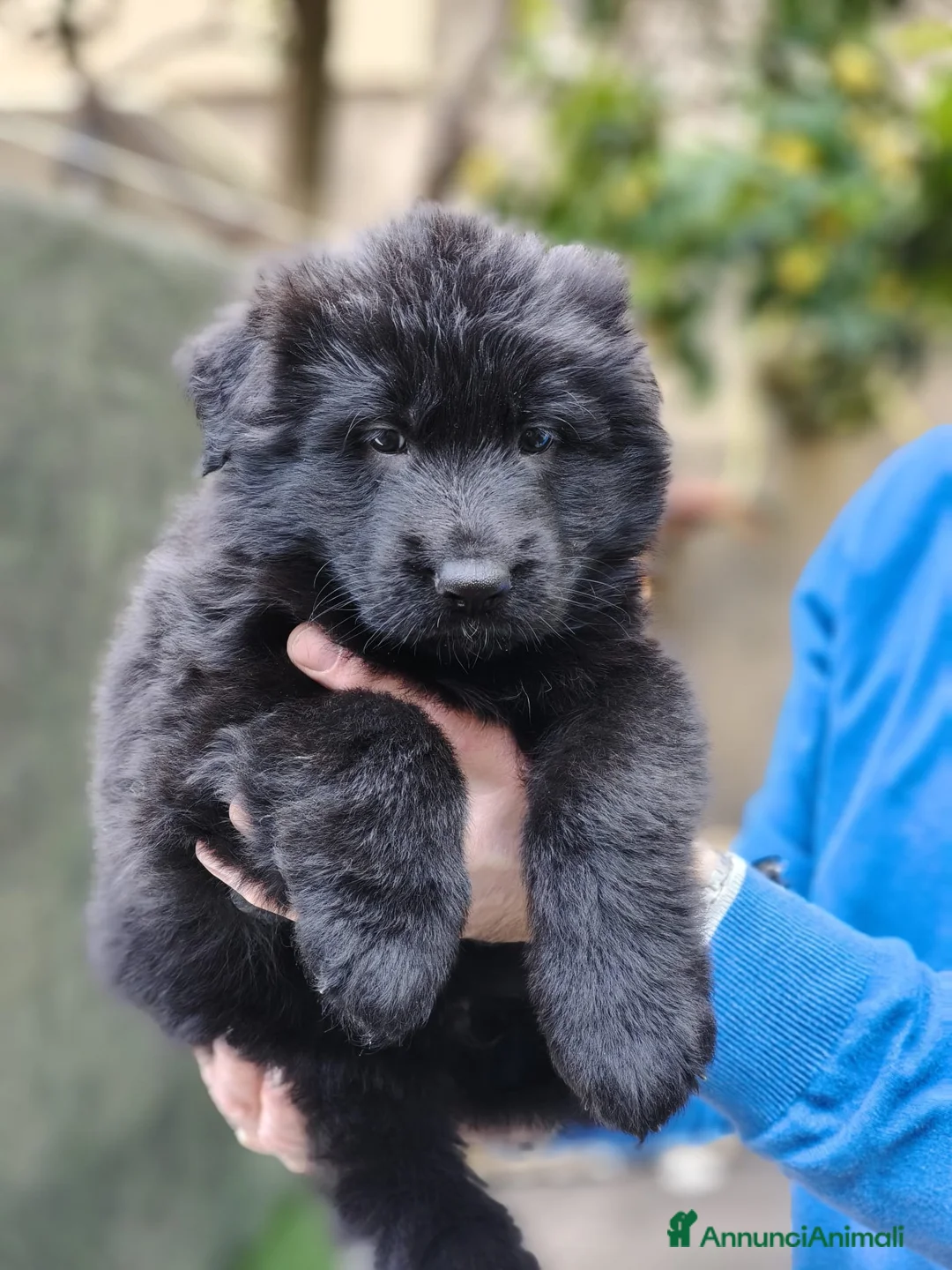Pastore Tedesco cani in vendita: Pastore tedesco cuccioli  a Provincia di Savona - Annuncio 2