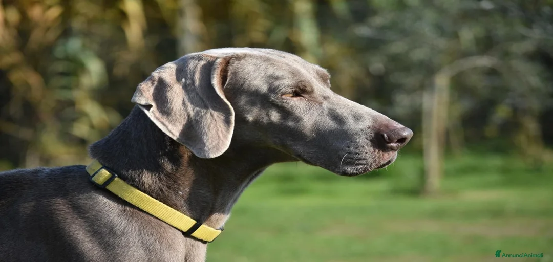 Immagine della galleria {{count}}