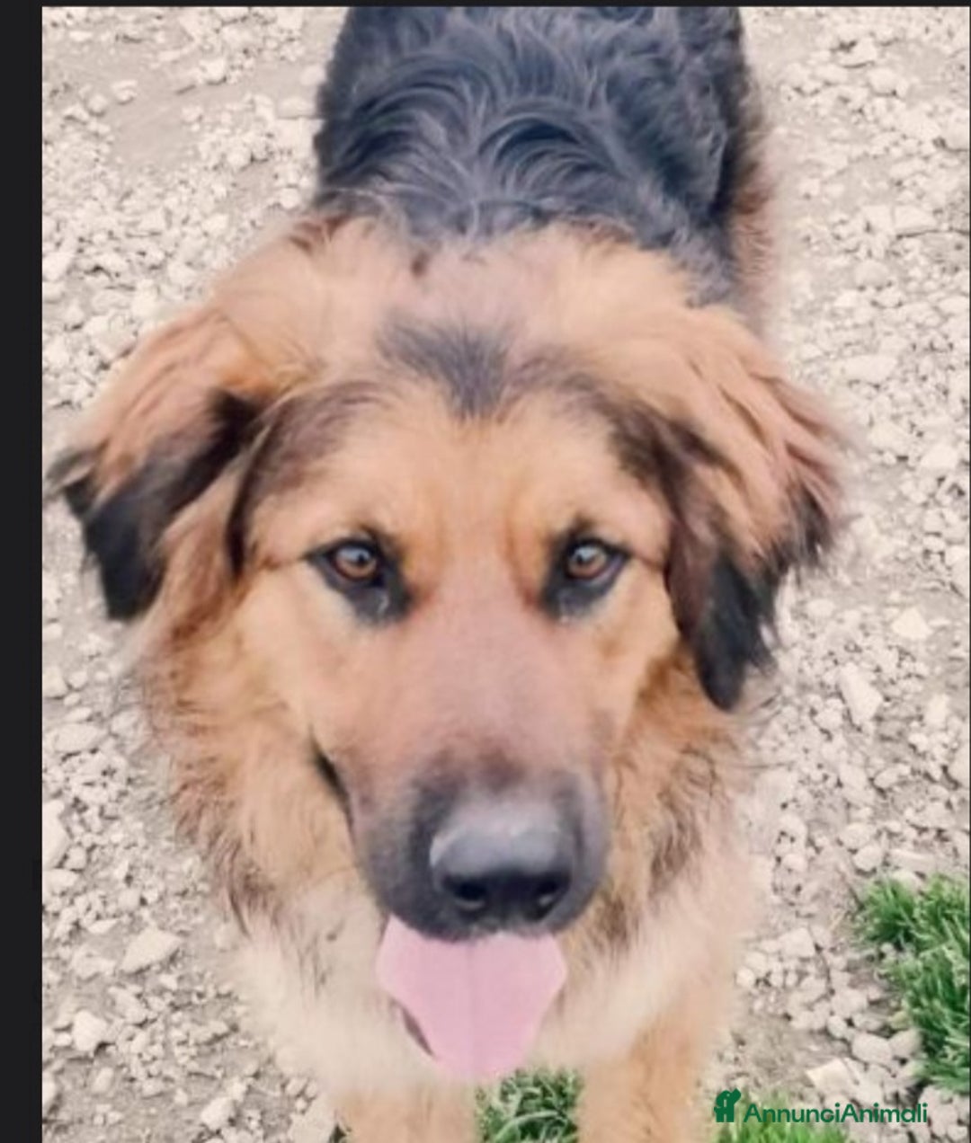 Meticcio cani in regalo: Mix pastorino pelo lungo 4anni in box da tanto.SUD a Città metropolitana di Milano - Annuncio 2