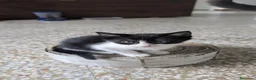 Altre razze gatti in regalo: Tre piccoli micetti in cerca di casa a Città metropolitana di Milano - Annuncio 2