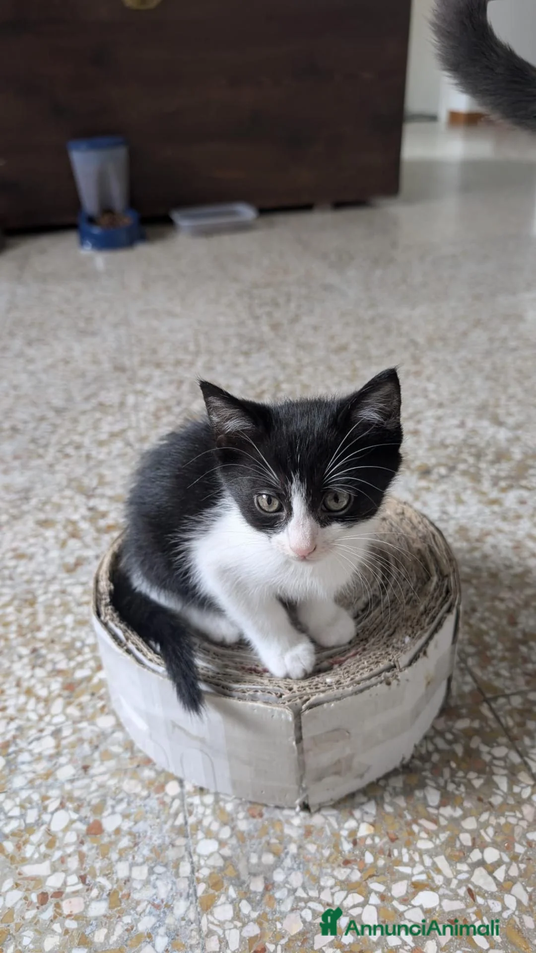 Altre razze gatti in regalo: Tre piccoli micetti in cerca di casa a Città metropolitana di Milano - Annuncio 2