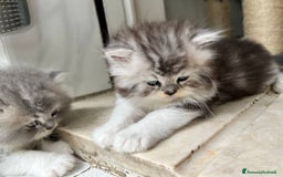 Persiano gatti in vendita: Gattini persiano bicolore a Città metropolitana di Messina - Immagine 13