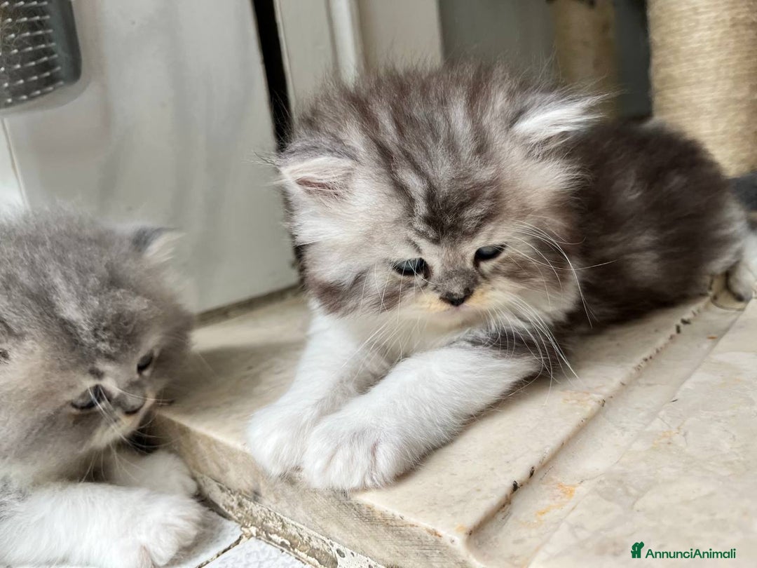Persiano gatti in vendita: Gattini persiano bicolore a Città metropolitana di Messina - Immagine 13
