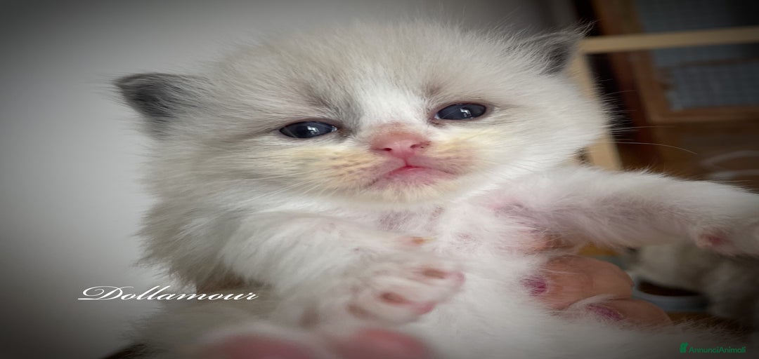 Immagine della galleria {{count}}