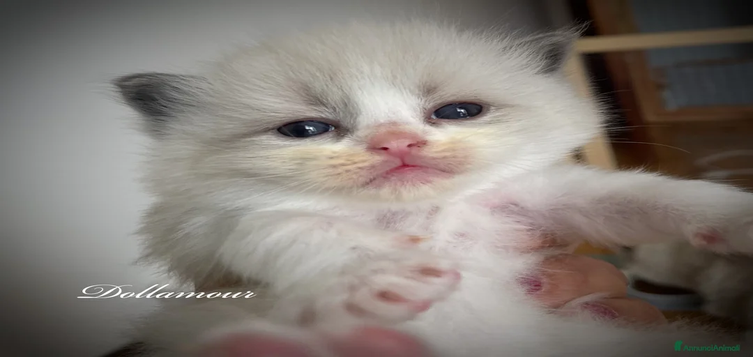 Immagine della galleria {{count}}