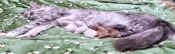 Maine Coon gatti in vendita: Gattini Maine coon di razza pura - Annuncio 13