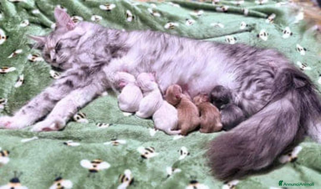 Maine Coon gatti in vendita: Gattini Maine coon di razza pura - Annuncio 13