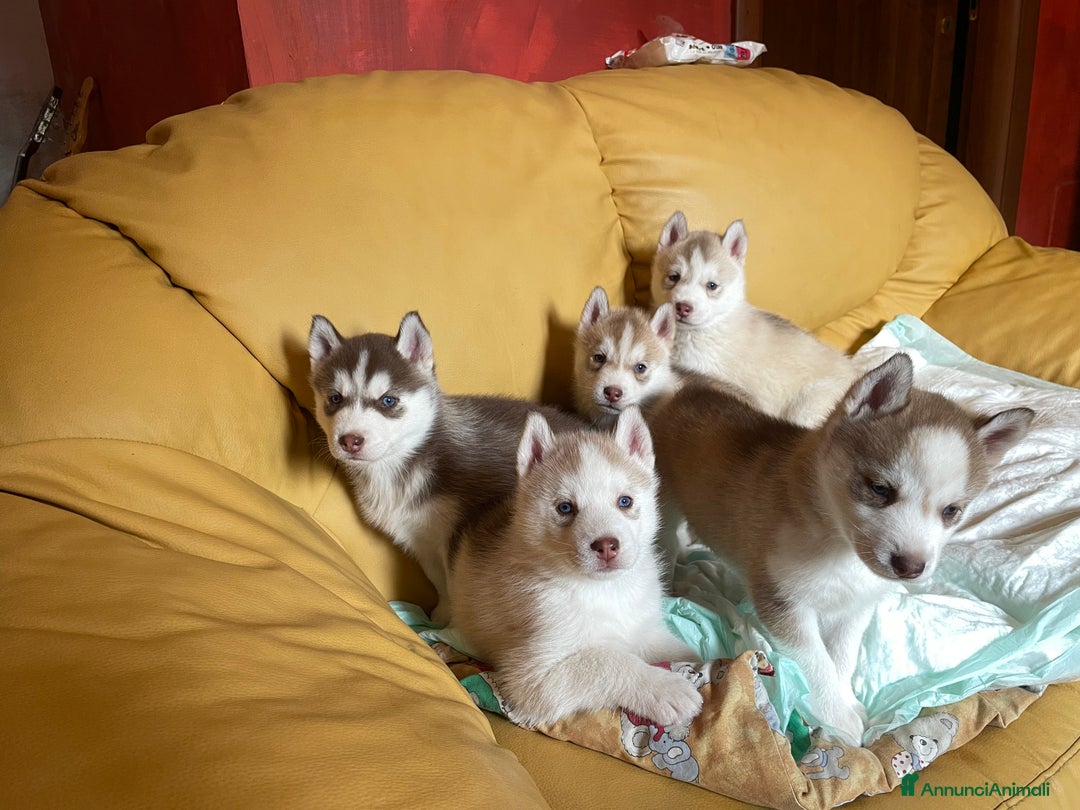 Husky cani in vendita: Cuccioli Siberian Husky - Annuncio 3