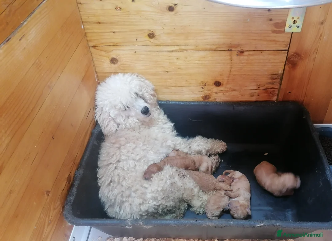 Barboncino cani in vendita: Barboncini nani cuccioli - Annuncio 9