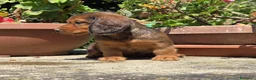 Bassotto cani in vendita: Bassotti standard a pelo lungo - Annuncio 4