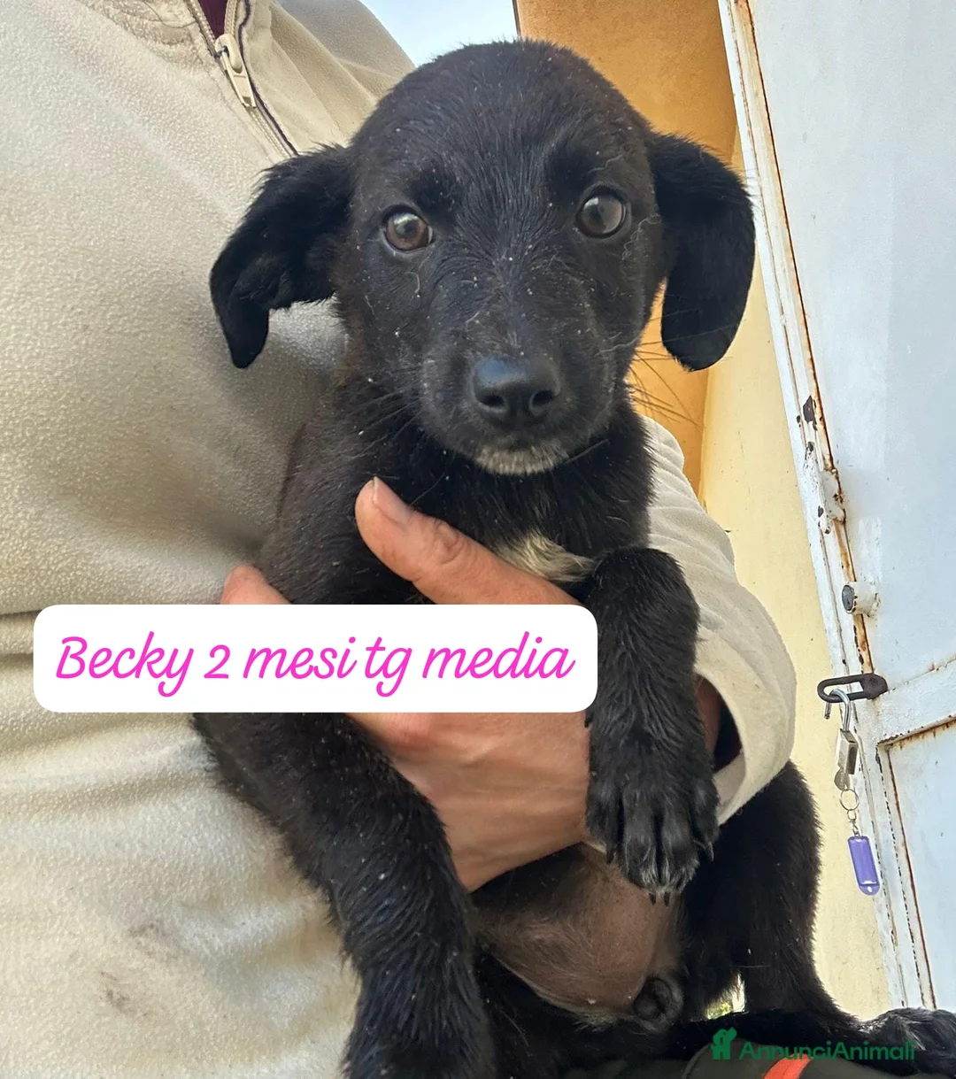 Meticcio cani in regalo: Cuccioli, non hanno chiesto di nascere  - Annuncio 4